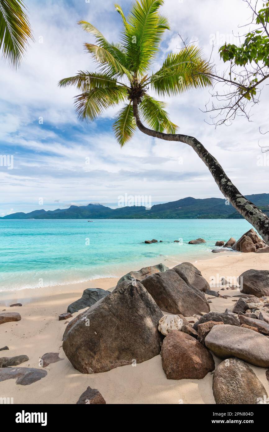 Palmier à la plage sur l'île de Mahé, Seychelles. Banque D'Images