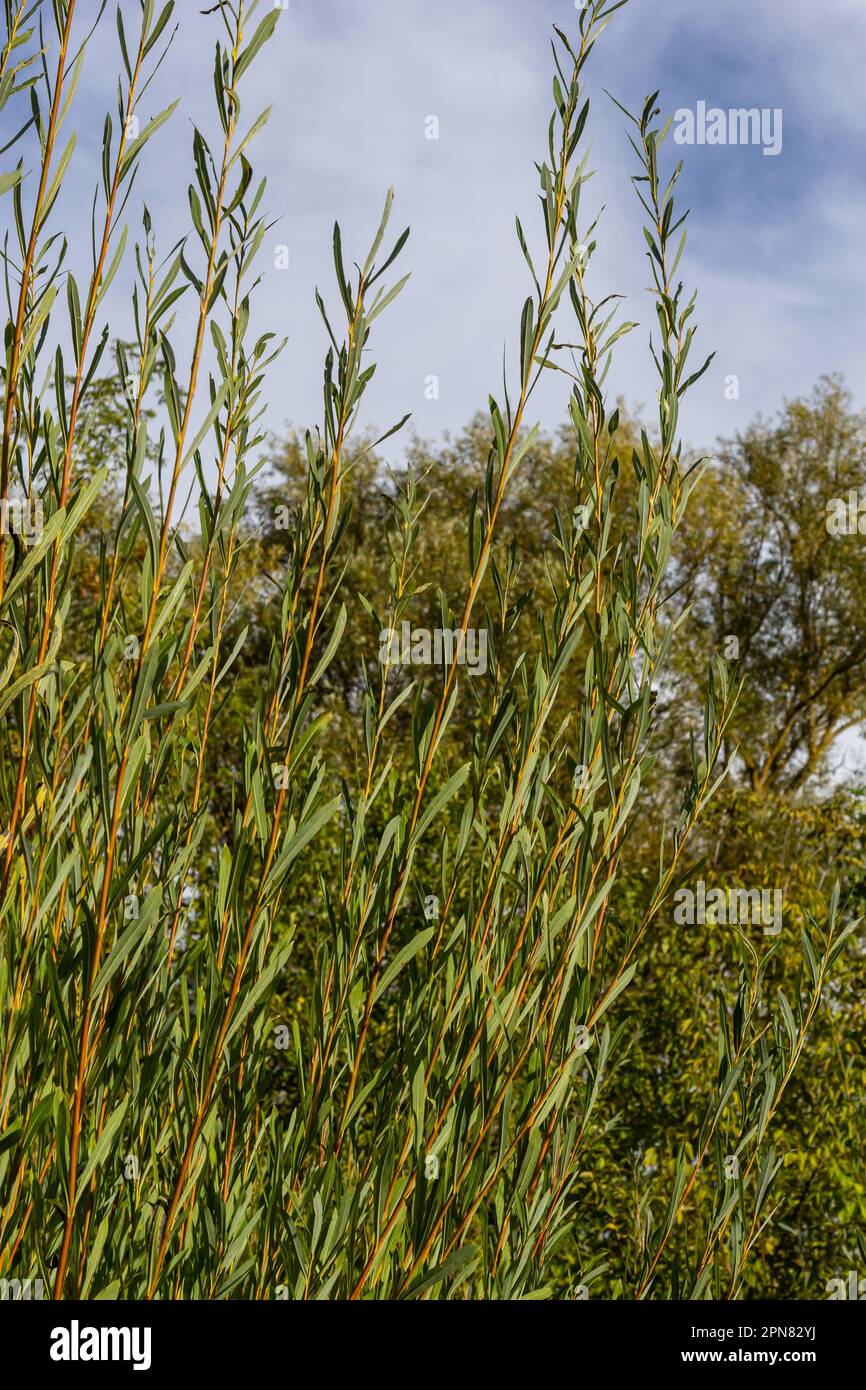 Salix purpurea le saule pourpre ou osier est une espèce de Salix originaire de la plus grande partie de l'Europe. Chat de saule violet, Salix purpurea. Banque D'Images