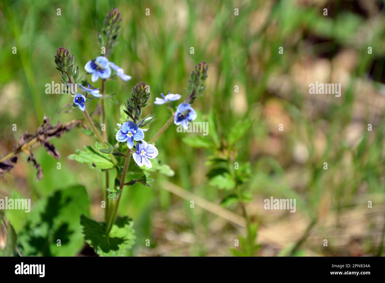 Gros plan des magnifiques fleurs bleues de germander speedwell (Veronica chamaedrys). Image horizontale avec mise au point sélective, fond vert flou a Banque D'Images