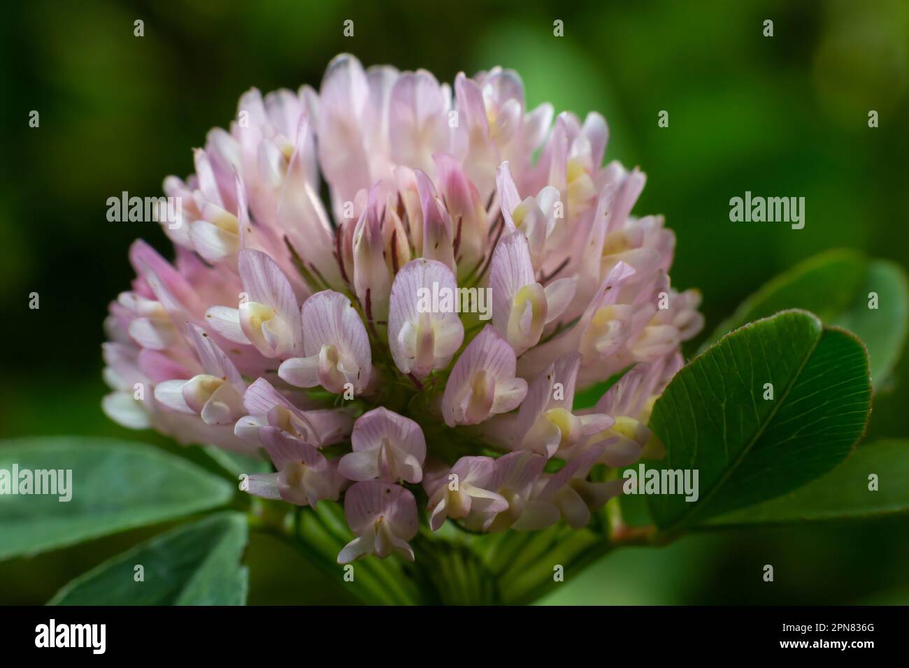 Trifolium pratense, trèfle rouge. Recueillir des fleurs précieuses fn la prairie en été. Plantes médicinales et portante de miel, fourrages et en médecine populaire m Banque D'Images