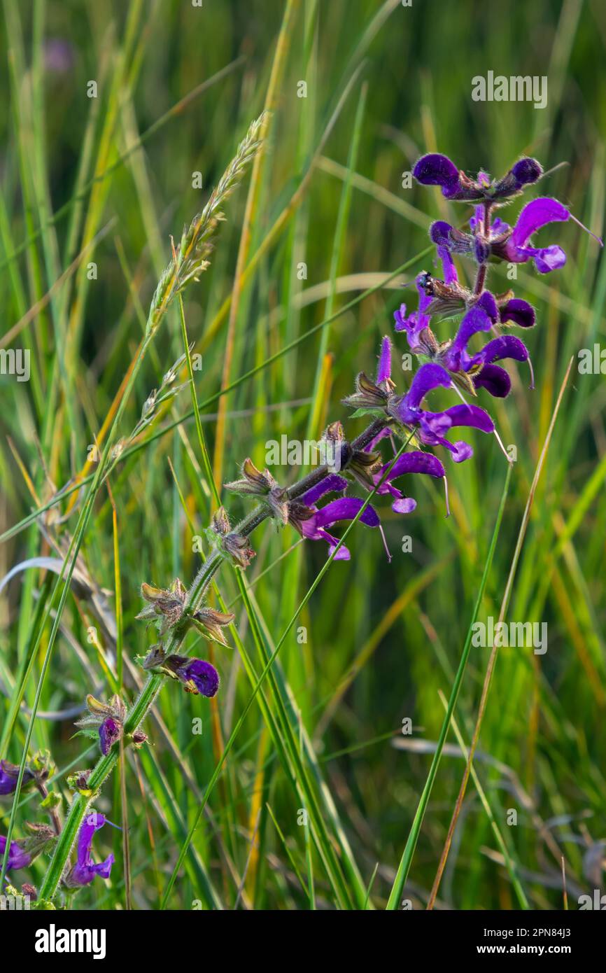 Sage grass Banque de photographies et d'images à haute résolution - Alamy