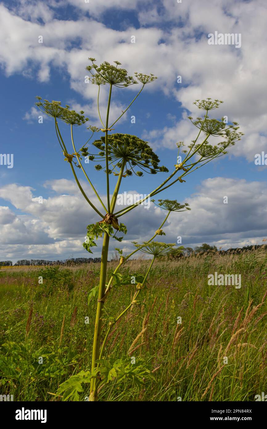 Heracleum Sosnowskyi sur fond bleu ciel. Toutes les parties de Heracleum Sosnowskyi contiennent l'intense toxique allergène furanocoumarine. Banque D'Images