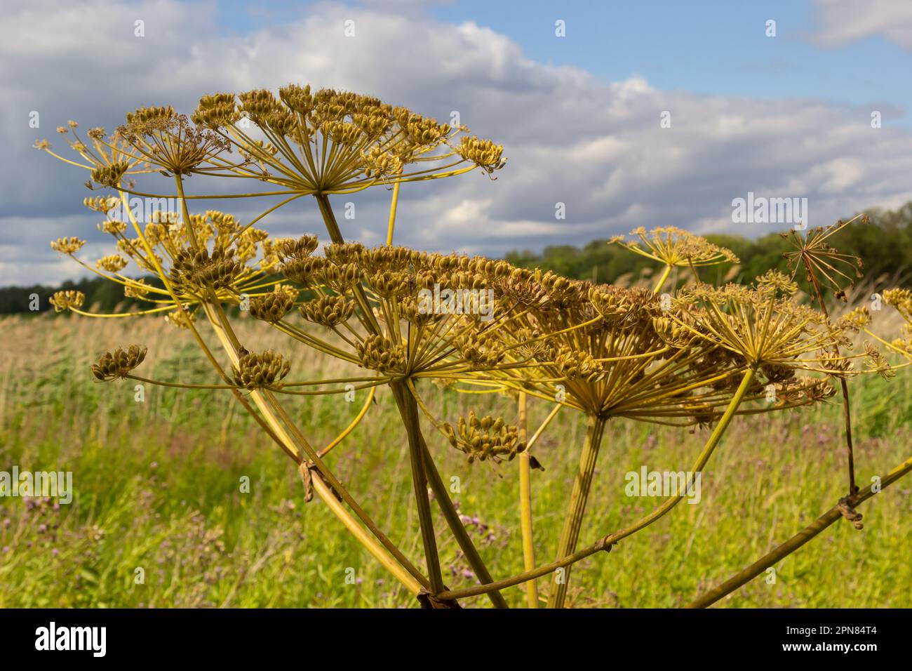 Heracleum Sosnowskyi sur fond bleu ciel. Toutes les parties de Heracleum Sosnowskyi contiennent l'intense toxique allergène furanocoumarine. Banque D'Images