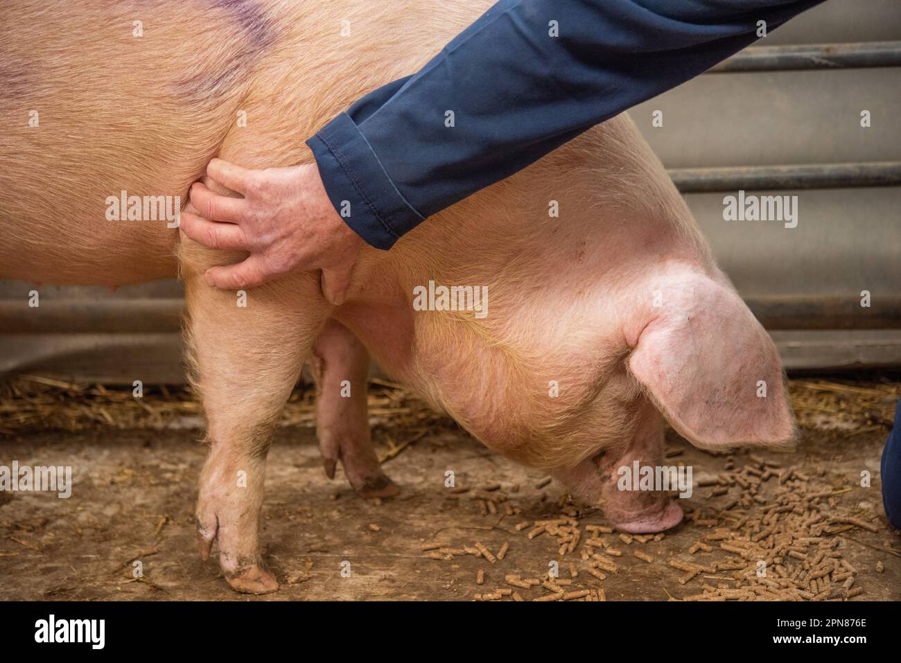 Main sur la jambe avant du cochon Pedigree Wesh Banque D'Images