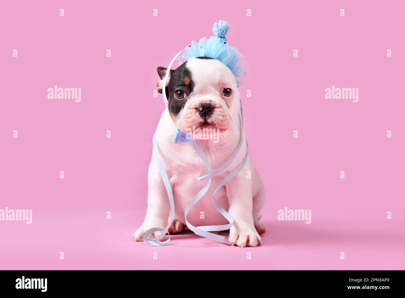 Chien Bulldog chien brun clair chiot avec chapeau bleu de fête assis sur fond rose Banque D'Images