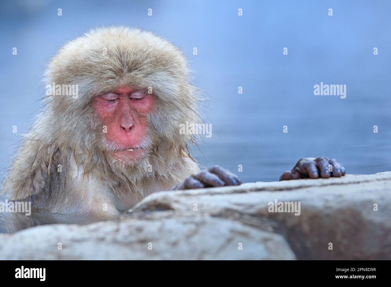 Le singe-neige (Macaca fuscata) est assis dans l'eau au bord de la source chaude. A les deux mains sur la roche, les yeux fermés. Parc Jigokudani, Yudanaka. Nagano Japon Banque D'Images