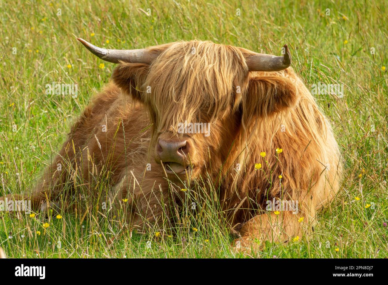 Portrait d'une vache des Highlands qui se trouve dans l'herbe dans les Highlands du Nord-Ouest, en Écosse, au Royaume-Uni Banque D'Images