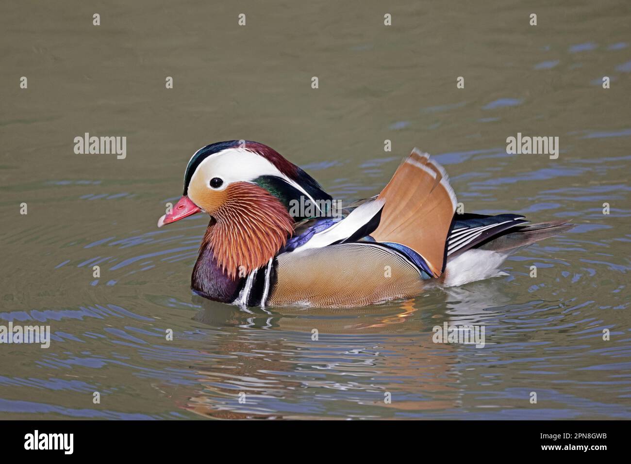 Drake Mandarin Duck dans la forêt de Dean Royaume-Uni Banque D'Images