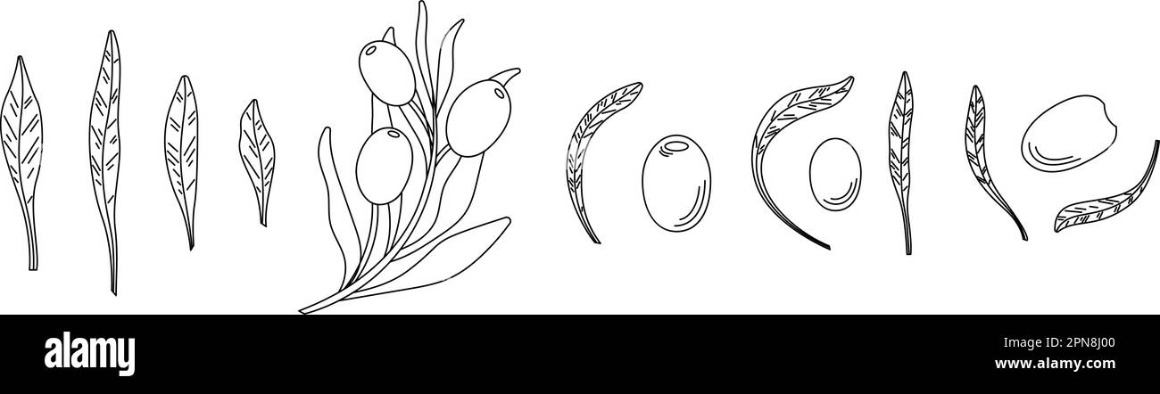 Doodle de plantes à olives grecques, branche d'olivier et feuilles. Ingrédients agricoles isolés, ensemble de vecteurs de produits agricoles méditerranéens traditionnels Illustration de Vecteur