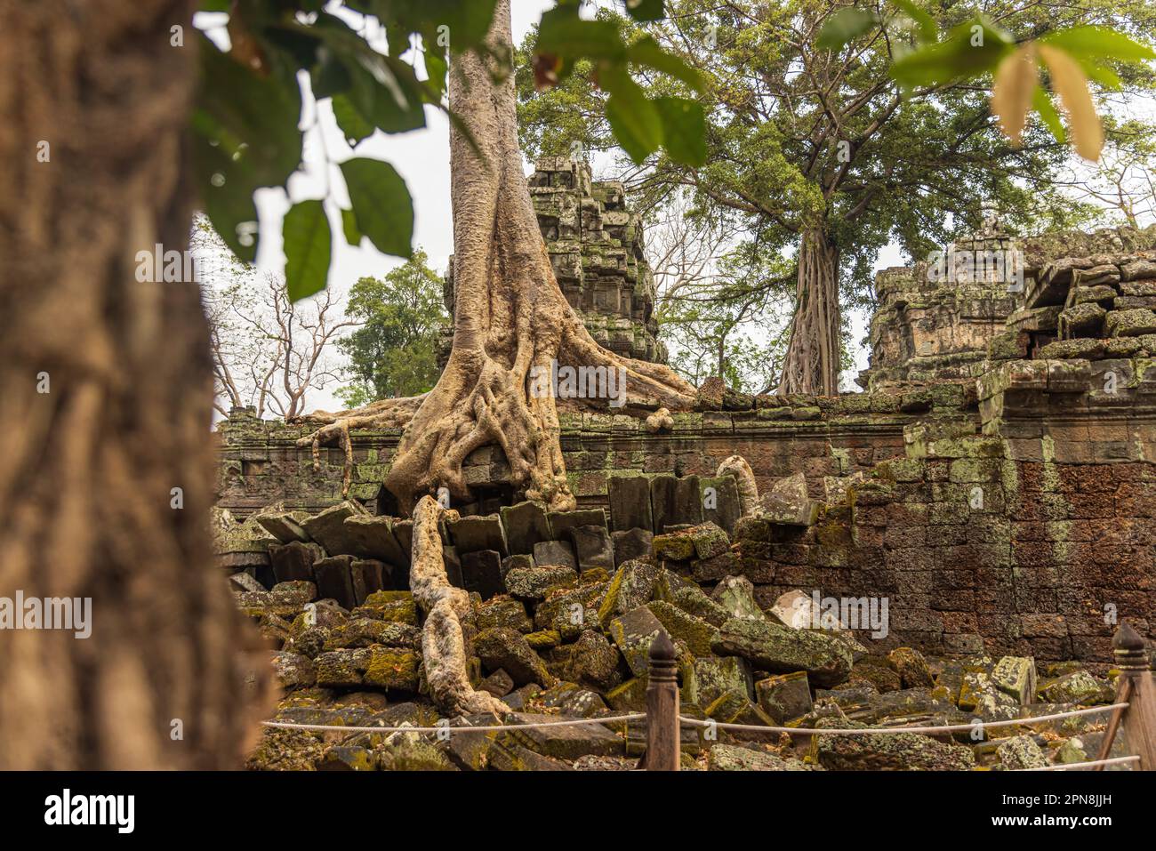 Vue imprenable sur le temple de Ta Prohm avec un grand vieux arbres qui surcroissent les ruines Banque D'Images
