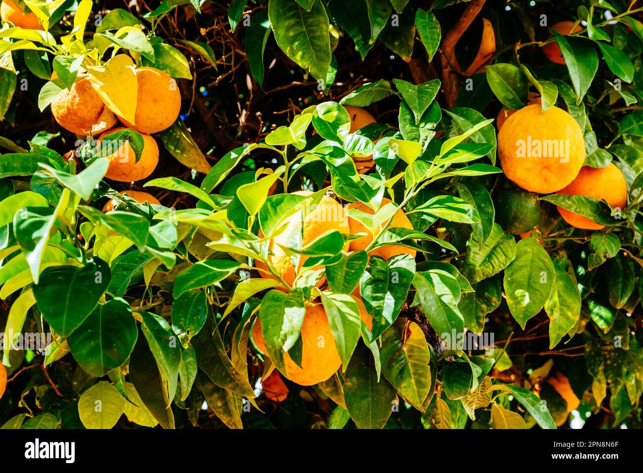 Oranges sur un arbre. Andalucía, Espagne, Europe Banque D'Images