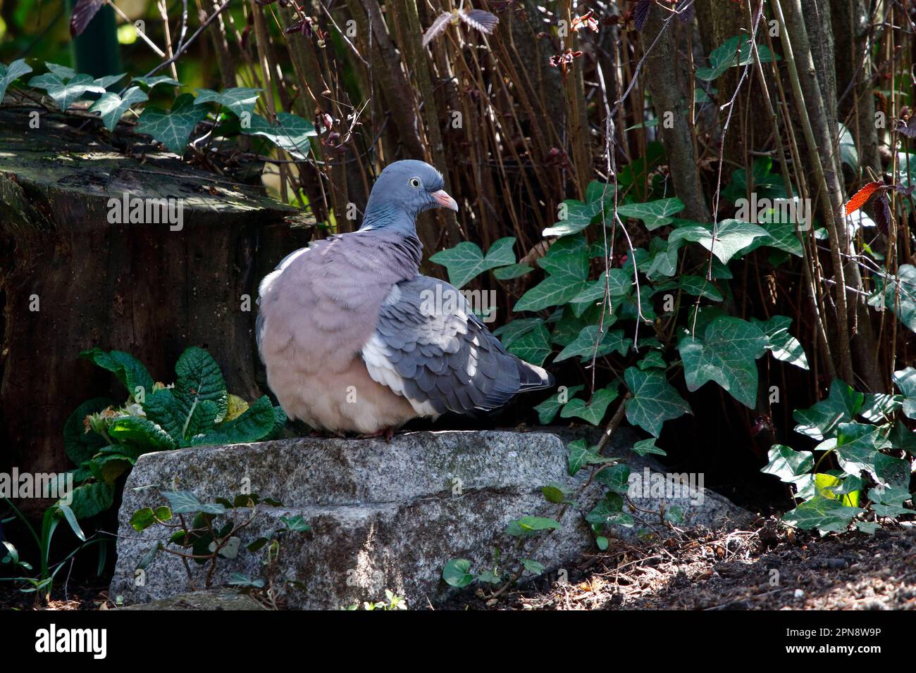 Un pigeon en bois a pris sa retraite dans un lieu de repos Banque D'Images