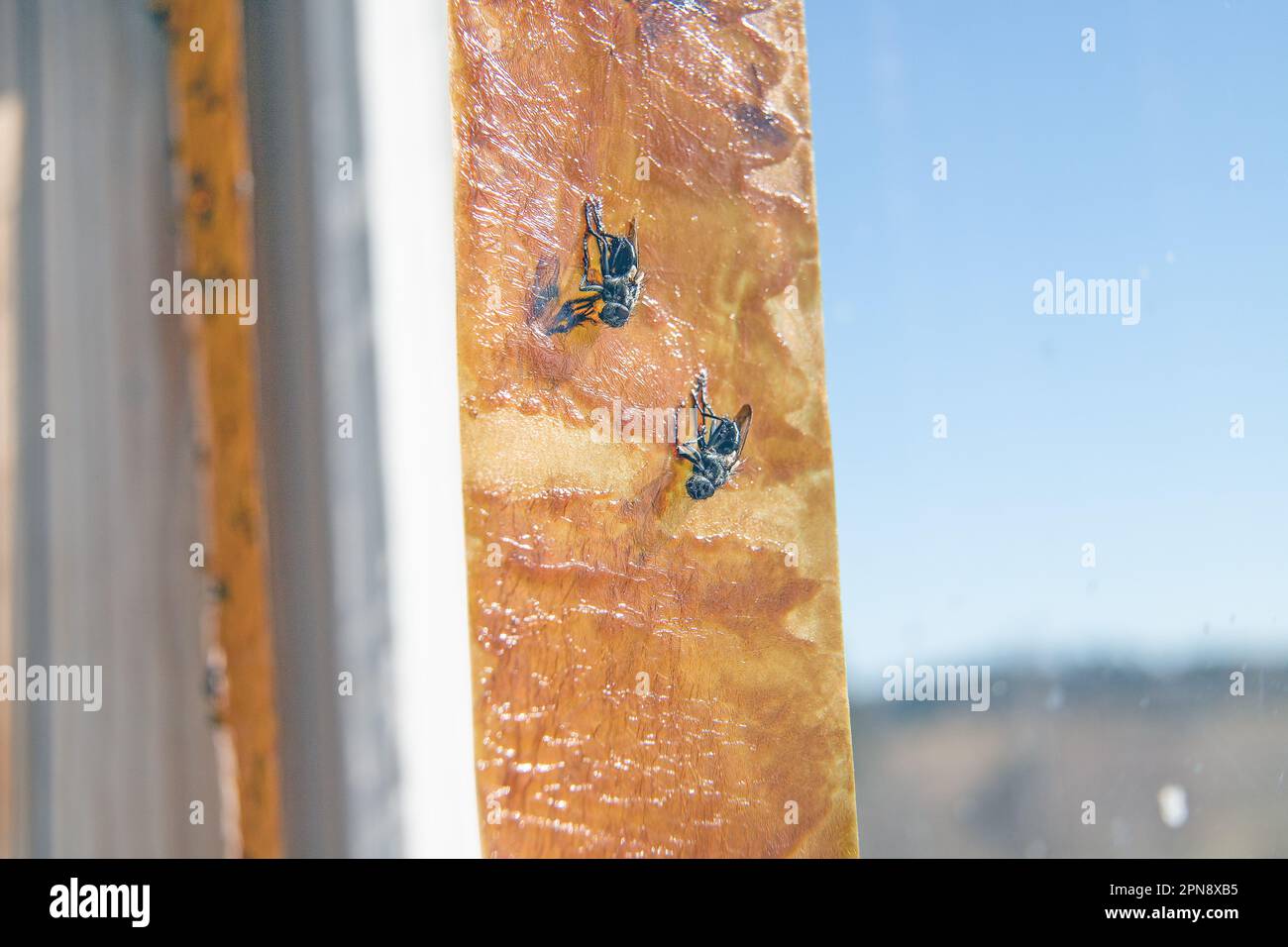 Mouches mortes coincées sur le piège à mouches collant adhésif flypaper ruban flycapcher flytrap Banque D'Images