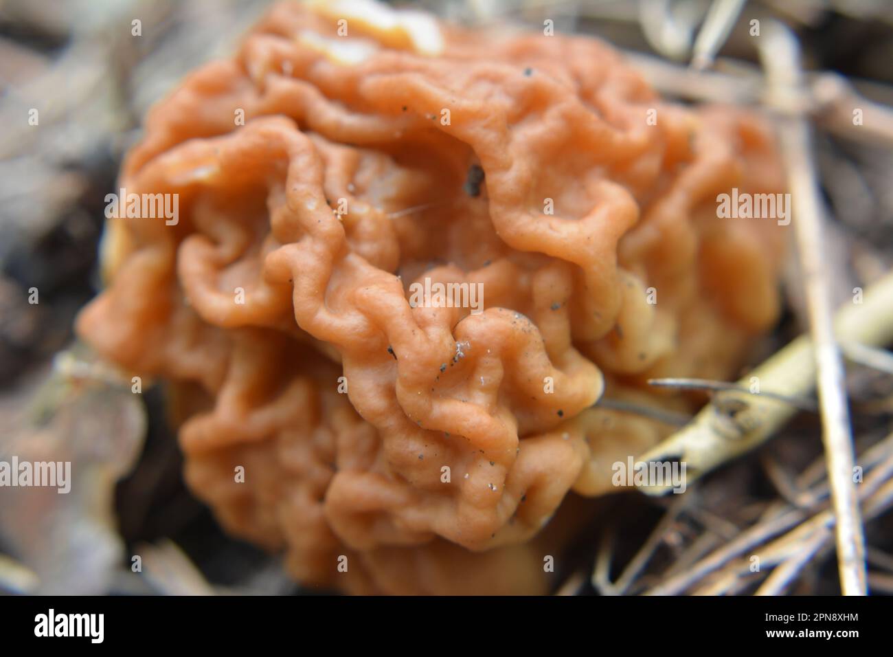 Les champignons Gyromitra gigas poussent dans la forêt sauvage du printemps Banque D'Images