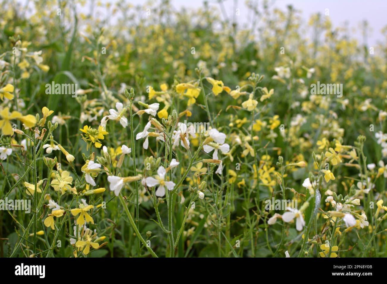 La moutarde pousse sur le champ agricole, qui sera utilisé comme engrais biologique vert. Banque D'Images