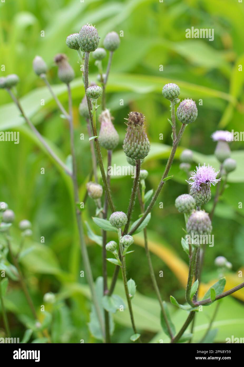 Parmi les herbes dans la nature pousse et fleurit champ de chardon (Cirsium arvense) Banque D'Images