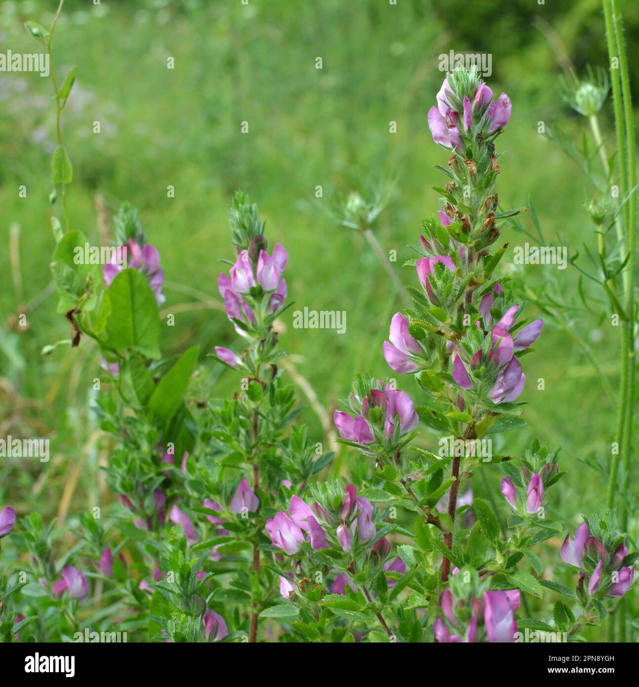 Ononis spinosa pousse parmi les graminées dans la nature Banque D'Images