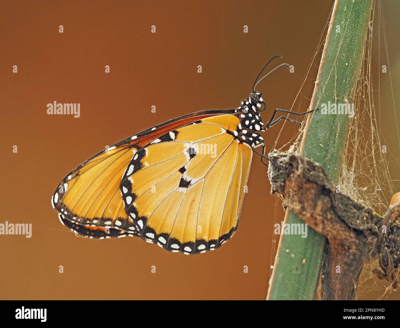 Papillon monarque africain (Danaus chrysippus) aka tigre plaine ou reine africaine reposant sur une tige verte dans la province de Galana, Kenya, Afrique Banque D'Images