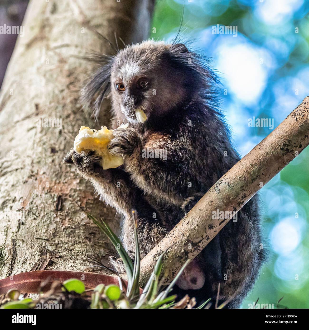 Le marmoset touffeté noir, Callithirix penicillata, également connu sous le nom de Mico-estrela en portugais, est un singe typique du Brésil central. Ici à Campeche, Banque D'Images
