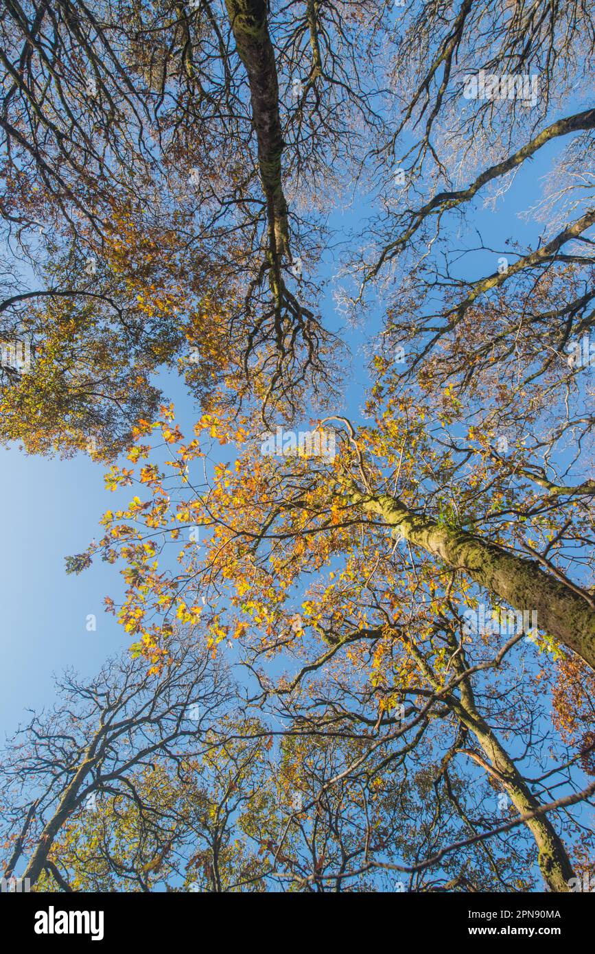 Automne dans une ancienne forêt de chênes, réserve naturelle nationale de Ty Canol, Pembrokeshire, pays de Galles, Royaume-Uni Banque D'Images