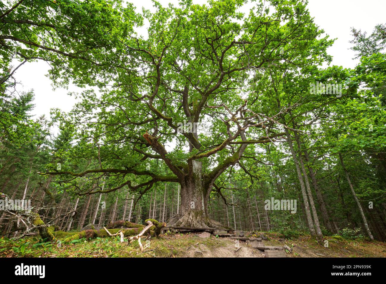 Luxuriant et verdoyant le chêne de Paavola (Paavolan Tammi) - grand, vieux et célèbre chêne à Lohja, Finlande, en été. Banque D'Images