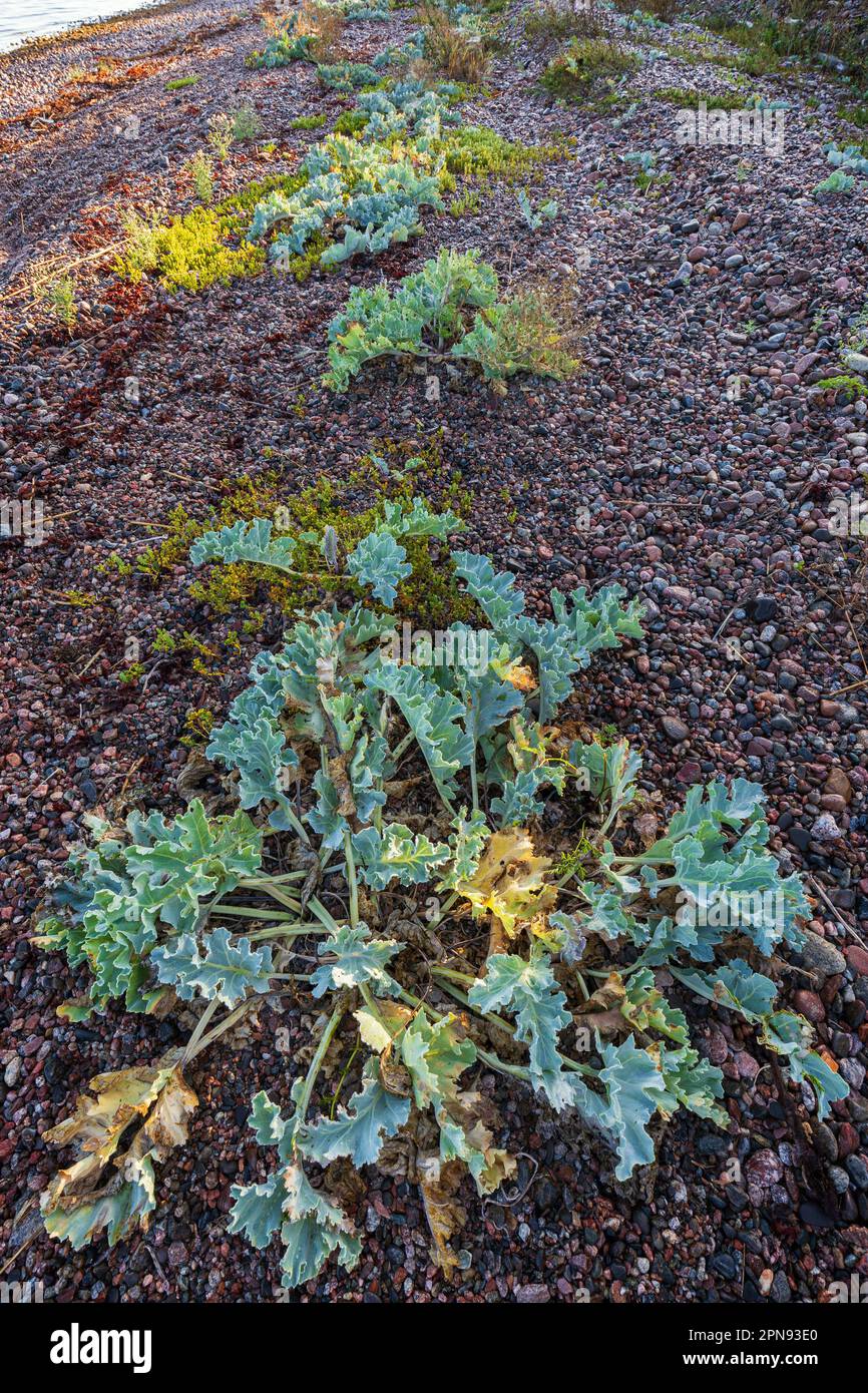 Plante non cultivée de chou des mers (Crambe maritima) qui pousse sur une plage de galets le long du sentier naturel de Tulliniemi à Hanko, en Finlande. Banque D'Images