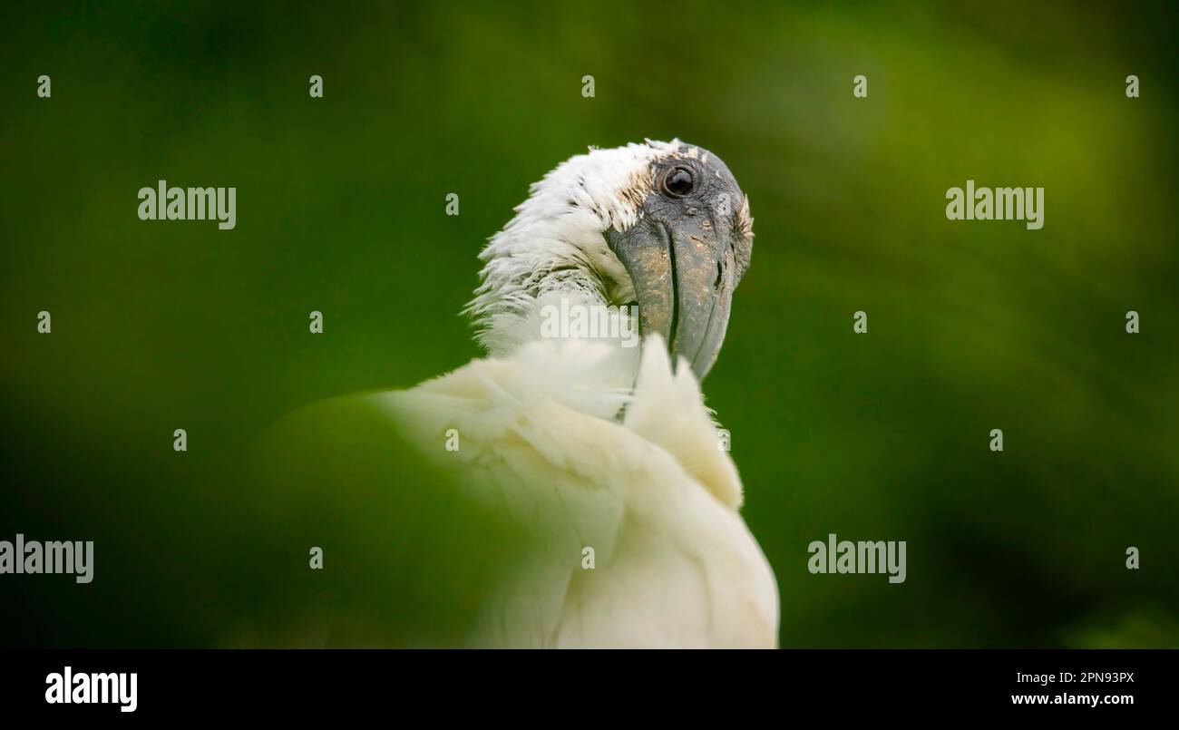L'ibis Eudocimus albus se tourne vers la nourriture, la meilleure photo. Banque D'Images
