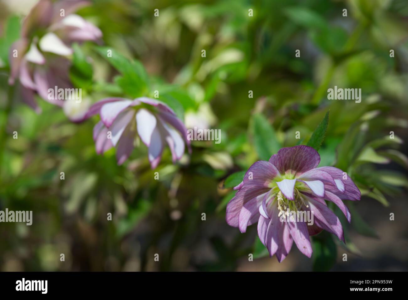 Fleurs printanières de Helleborus x hybridus Harvington Double lilas tachetées dans le jardin britannique avril Banque D'Images