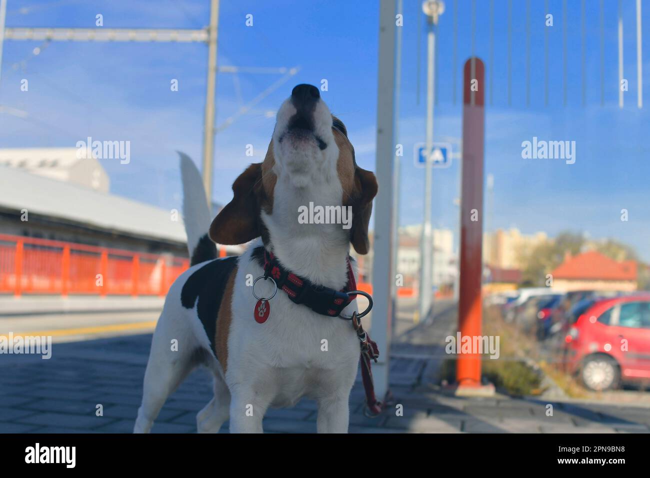 Un chien attend son propriétaire à la gare. Le concept de loyauté, d'abandon et d'amitié canine. Un beagle hurlant tristement pour son maître. Banque D'Images