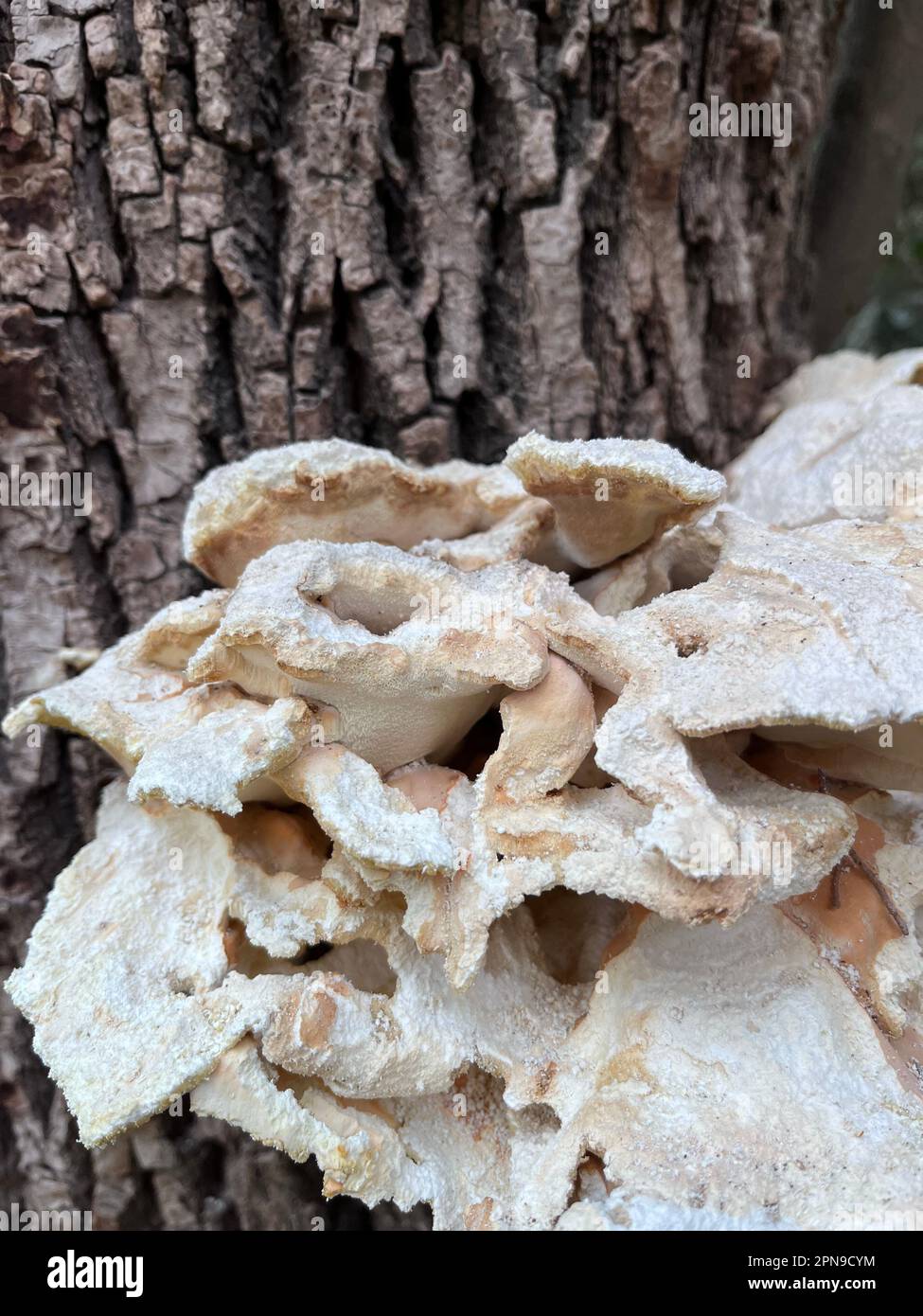 Champignons sur le tronc d'un arbre. grifola à feuilles Banque D'Images
