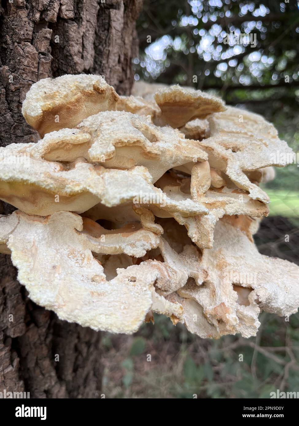 Champignons sur le tronc d'un arbre. grifola à feuilles Banque D'Images