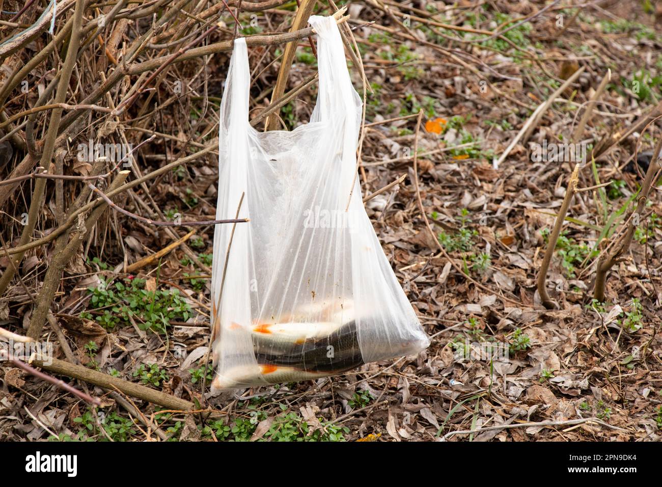 Le poisson de rivière capturé se trouve dans un sac en plastique lors d'un voyage de pêche dans une forêt pèse sur une branche en Ukraine Banque D'Images