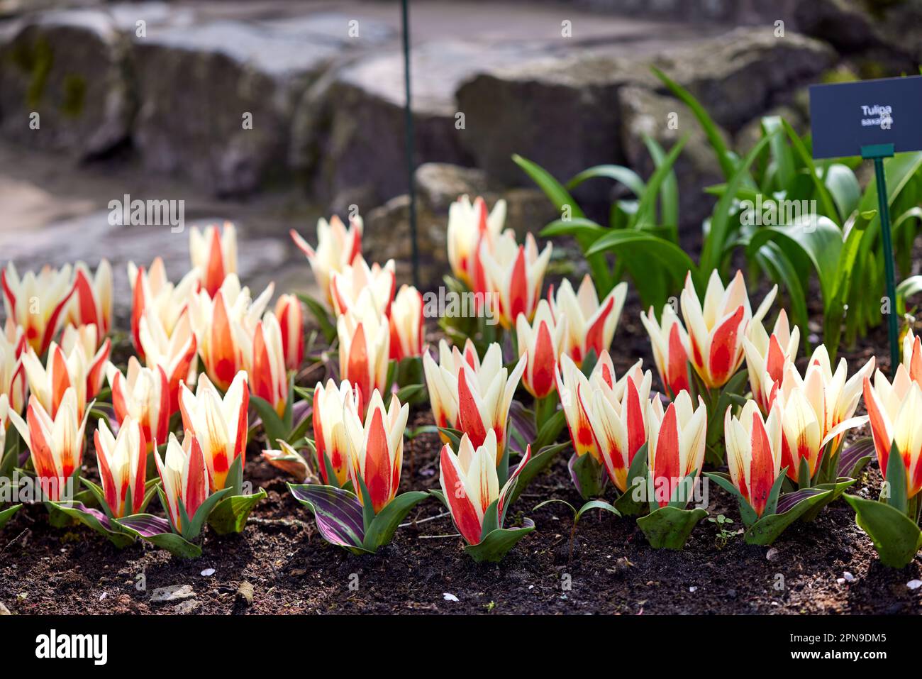 'Tulipa saxatilis' - tulipes dans les jardins de Keukenhof aux pays-Bas au printemps. Magnifique paysage extérieur en Hollande Banque D'Images