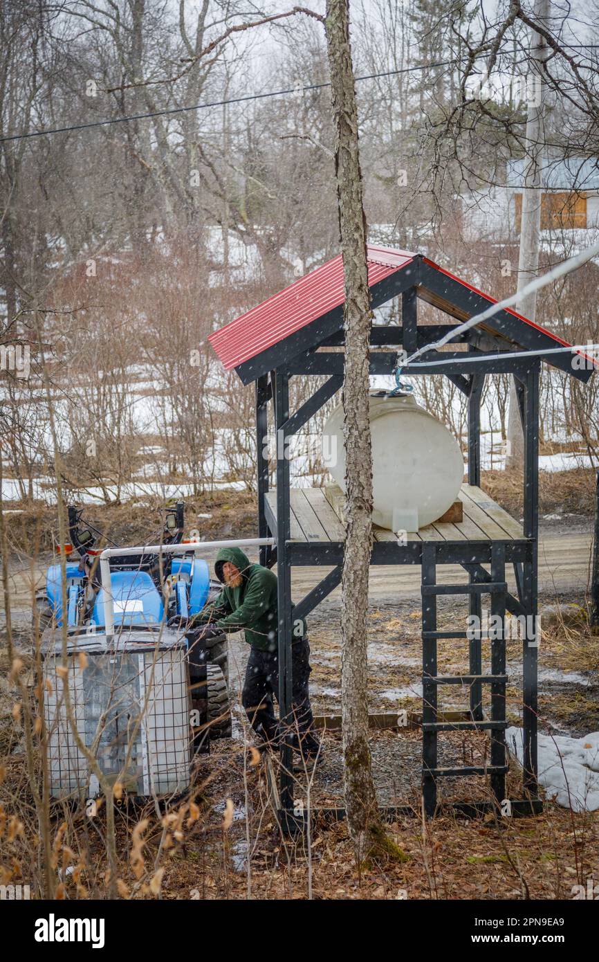 L'homme recueille la sève d'érable qui sera bouillie pour faire du sirop, Roseboom, Otsego County, rural de l'État de New York Banque D'Images