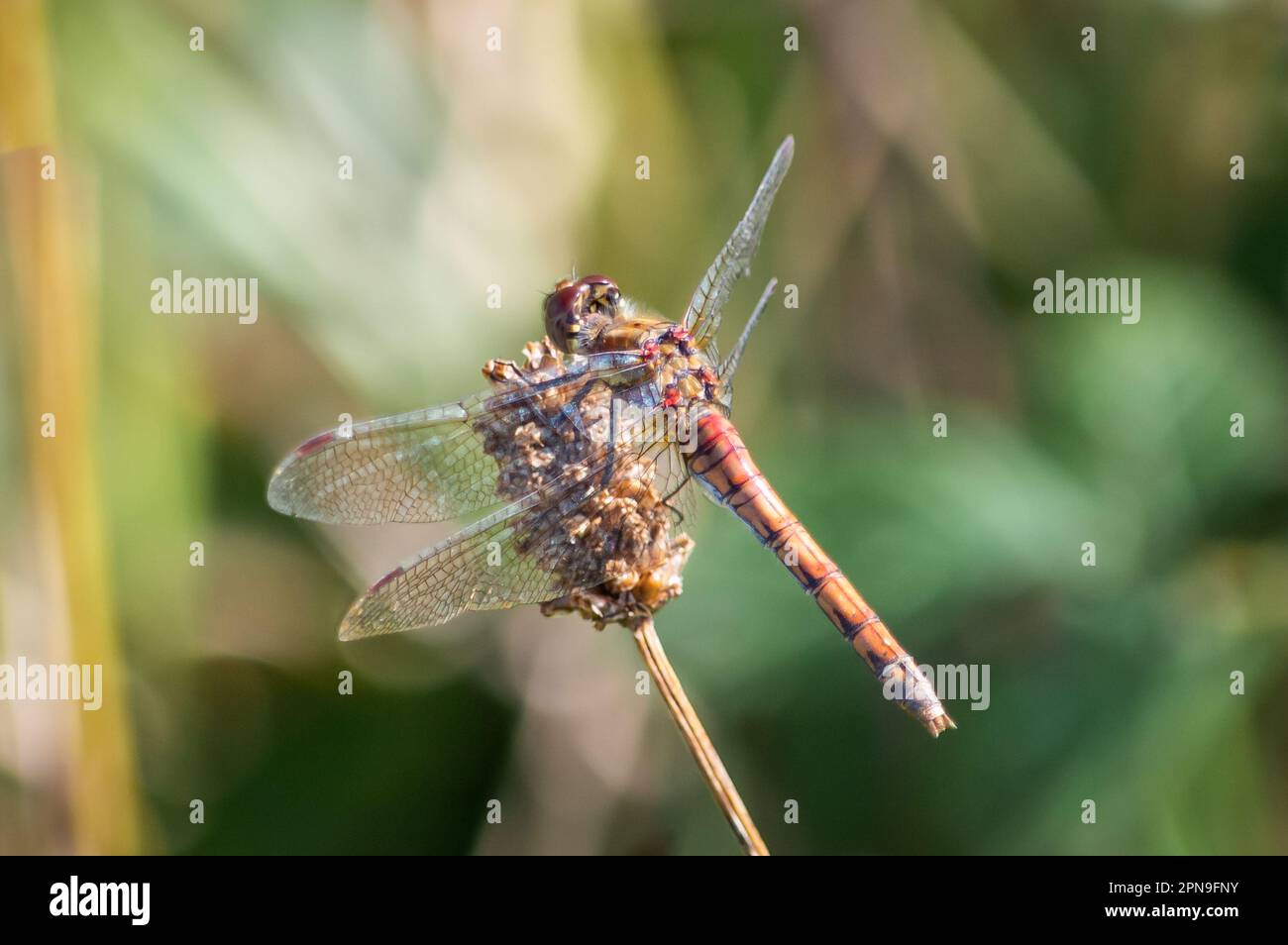 Libellule de Darter commun perchée sur une tête de semence sèche Banque D'Images
