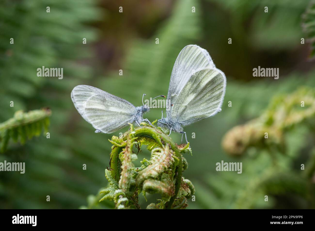 Paire de papillons en bois cryptique blanc en position d'accouplement Banque D'Images