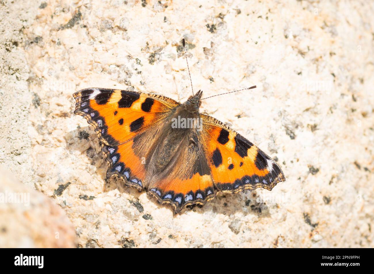 Petit papillon Tortoiseshell sur une surface pierreuse Banque D'Images