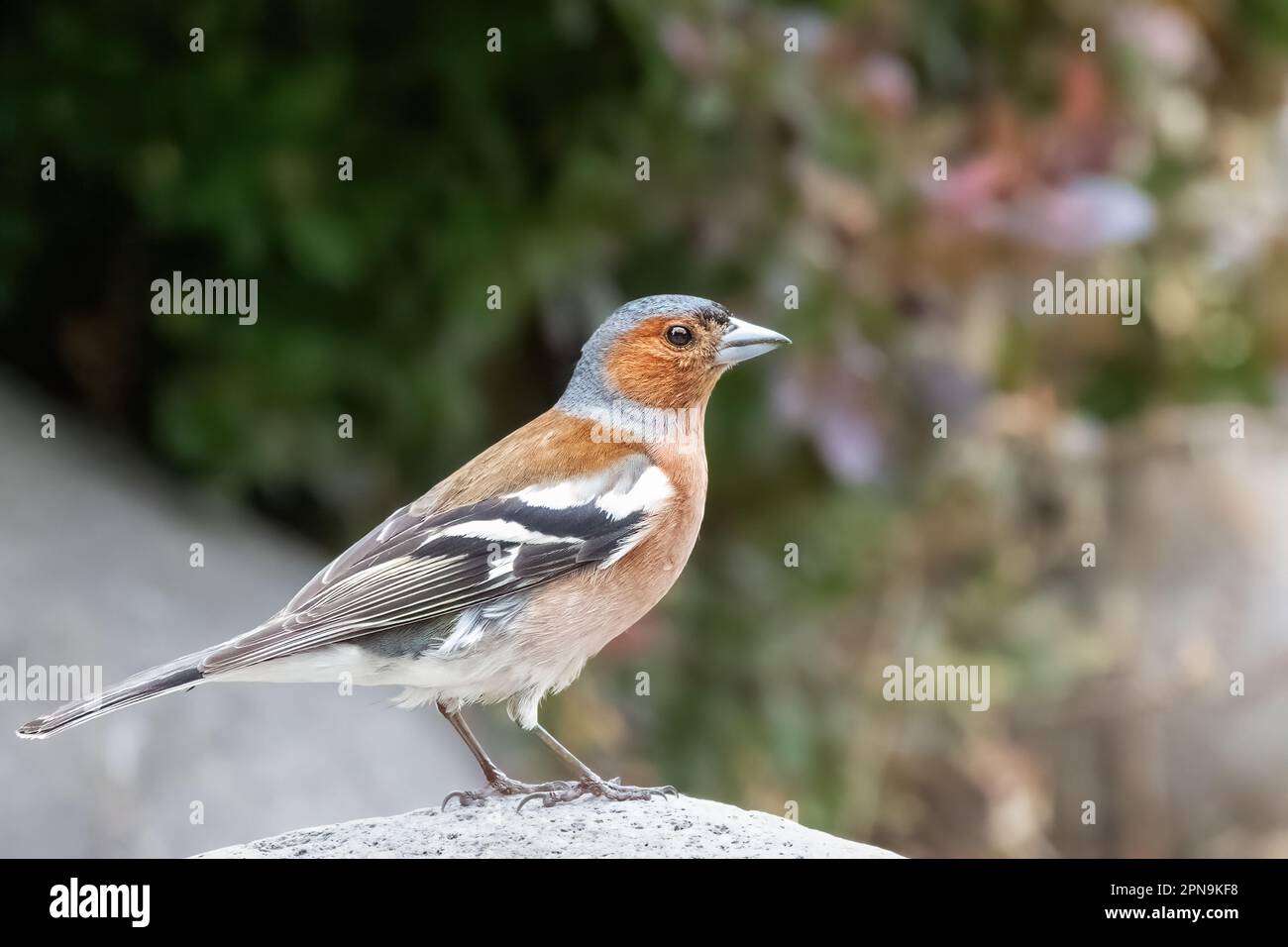 Petit oiseau de passereau de la famille finch, saison de reproduction dans le jardin Banque D'Images