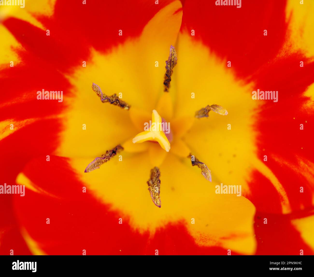 Tepals d'une tulipe bulbe structure de fleur Banque D'Images