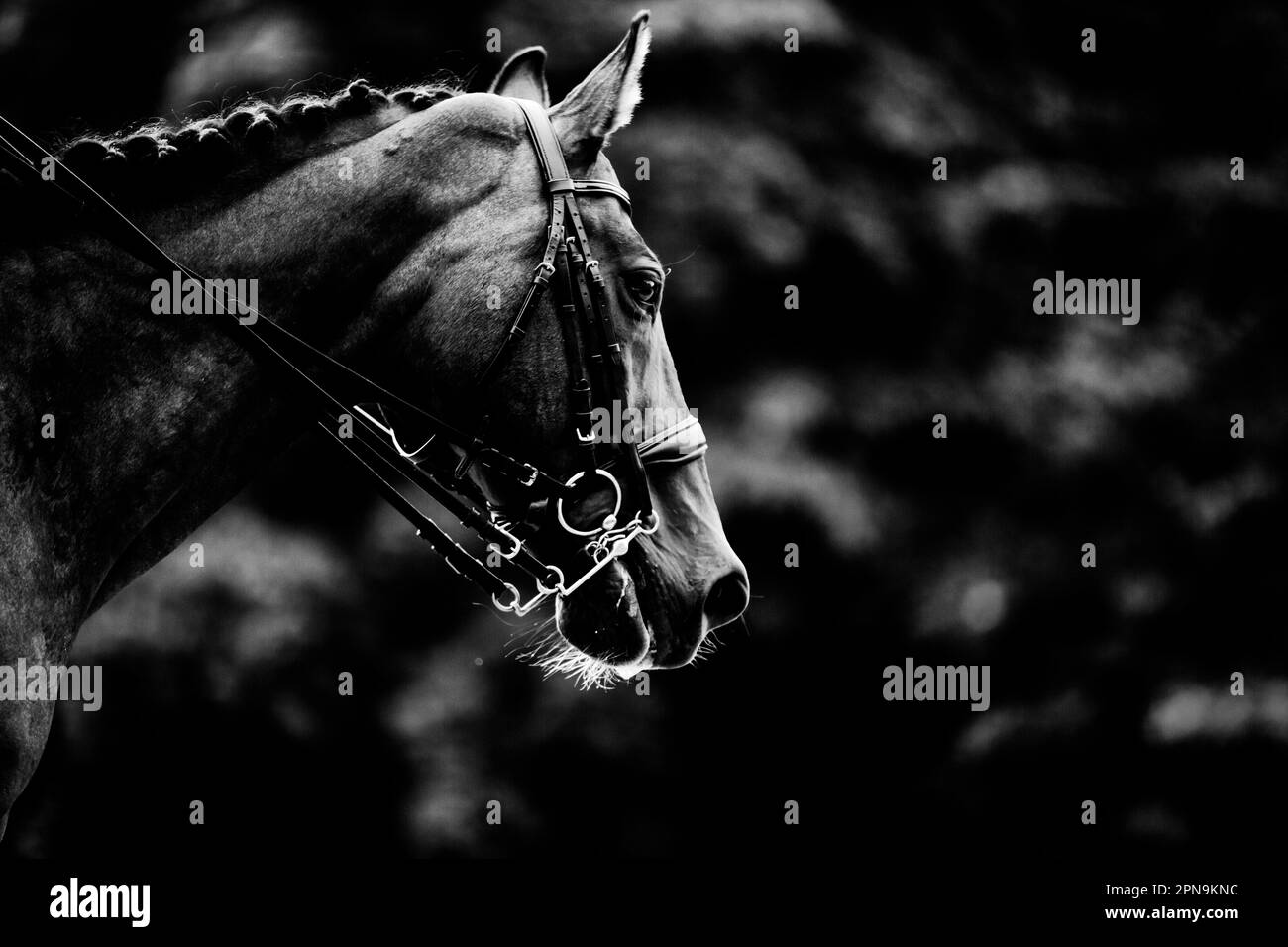 Portrait noir et blanc d'un beau cheval avec une bride sur son museau. Sports équestres et équitation. La vie équestre. Banque D'Images