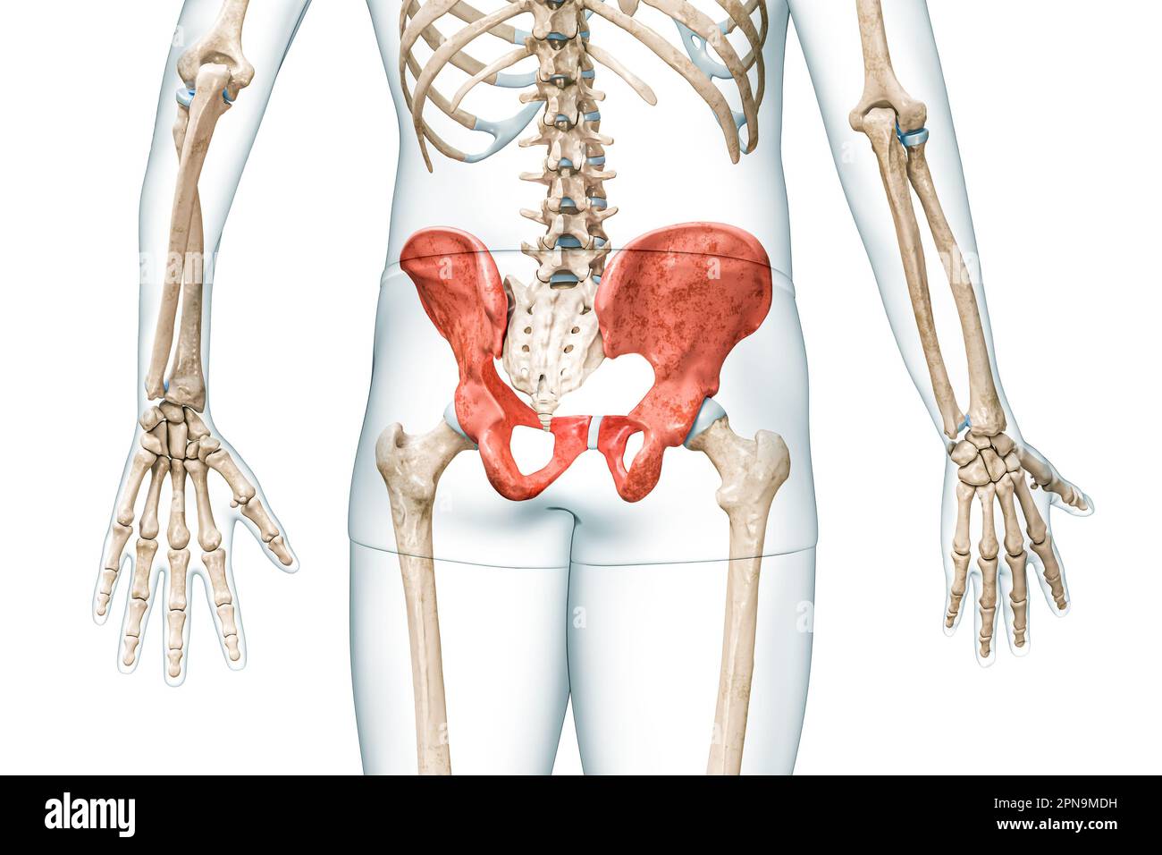 Vue arrière des os pelviens mâles en rouge avec illustration de rendu corps 3D isolée sur blanc avec espace de copie. Anatomie du squelette humain, diagra médical Banque D'Images