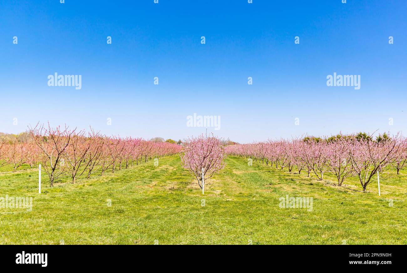Rangées et rangées d'arbres roses fleuris dans East Hampton, NY Banque D'Images