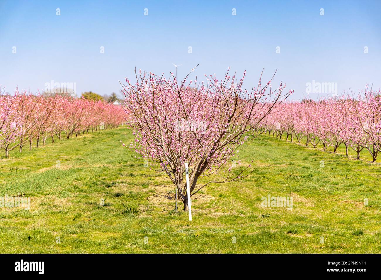 Rangées et rangées d'arbres roses fleuris dans East Hampton, NY Banque D'Images