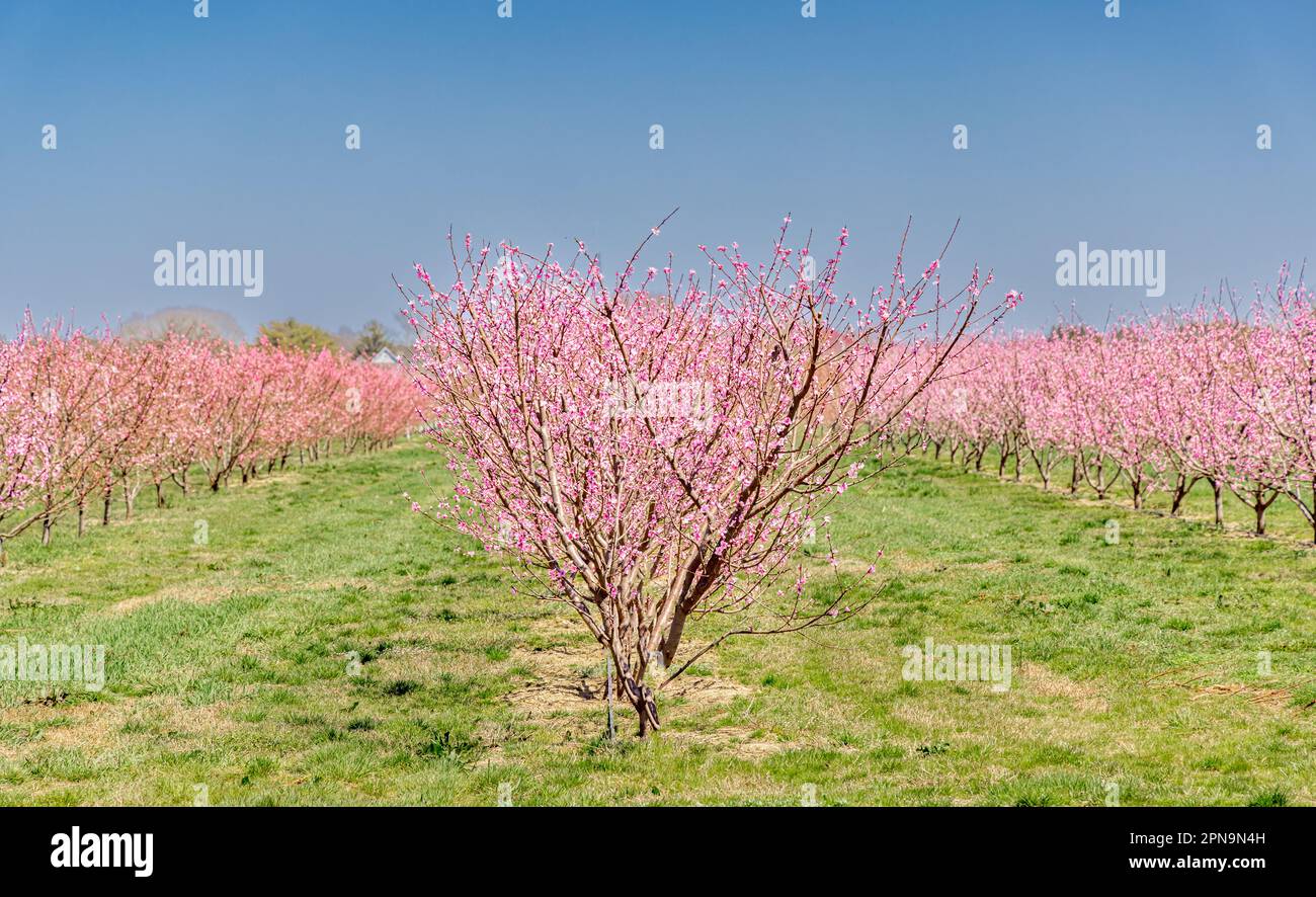 Rangées et rangées d'arbres roses fleuris dans East Hampton, NY Banque D'Images