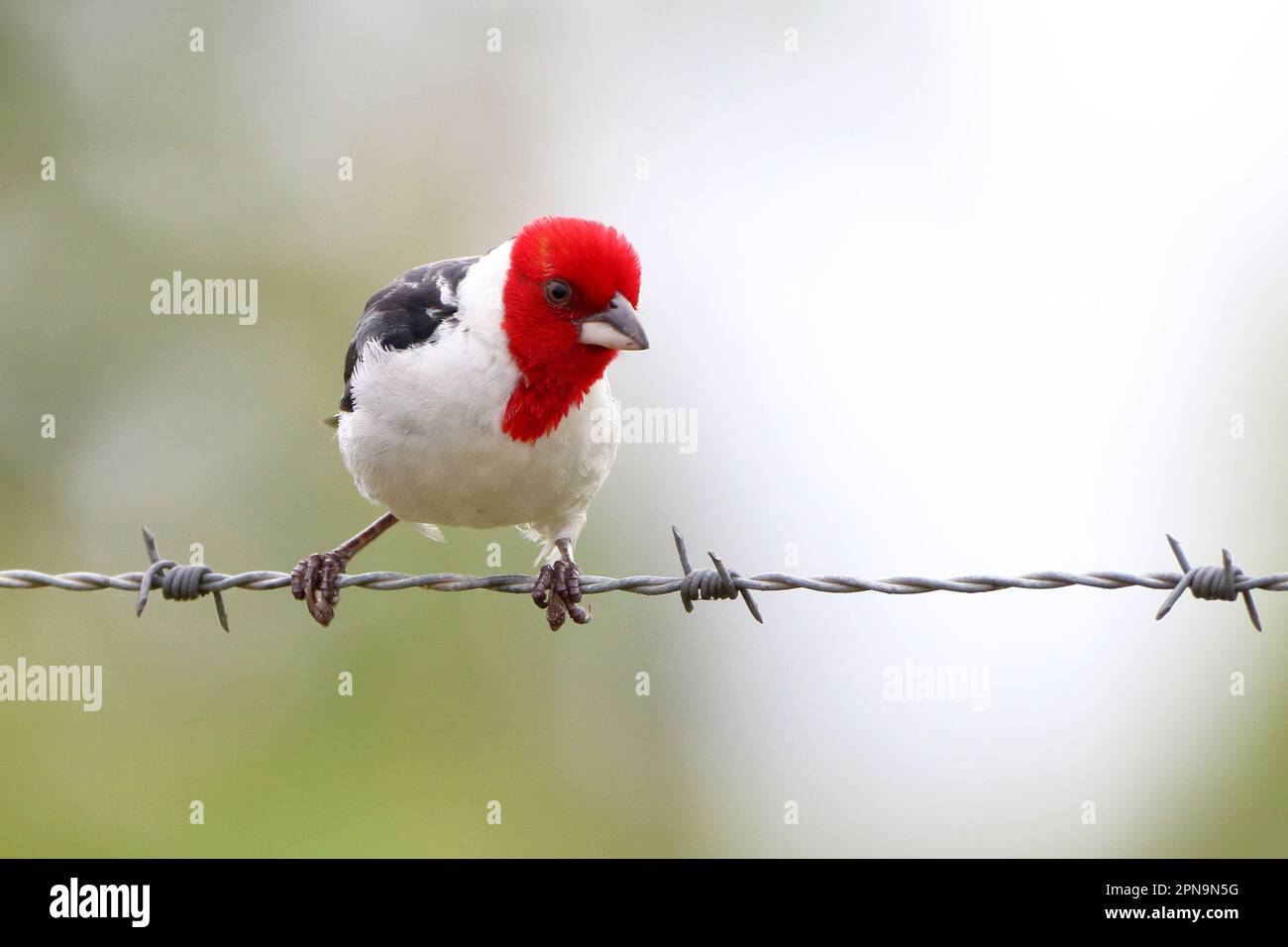 Cardinal à capot rouge (Paroaria dominicana), isolé perché sur un fil barbelé sous un arrière-plan flou Banque D'Images