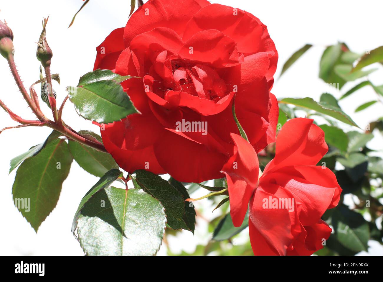 Rosa roja en la Primavera Banque D'Images