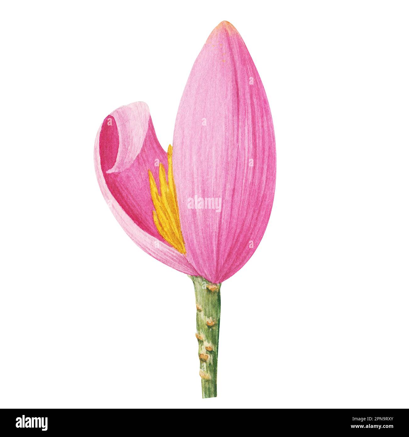 Illustration aquarelle des feuilles de banane tropicale. Clipart d'une banane à fleurs. Bourgeon de banane et feuilles isolées sur fond blanc. Illustration pour Banque D'Images