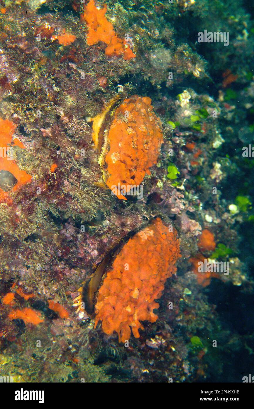 Spondilo (Spondylus gaederopus). Alghero. Sardegna. Italie Banque D'Images