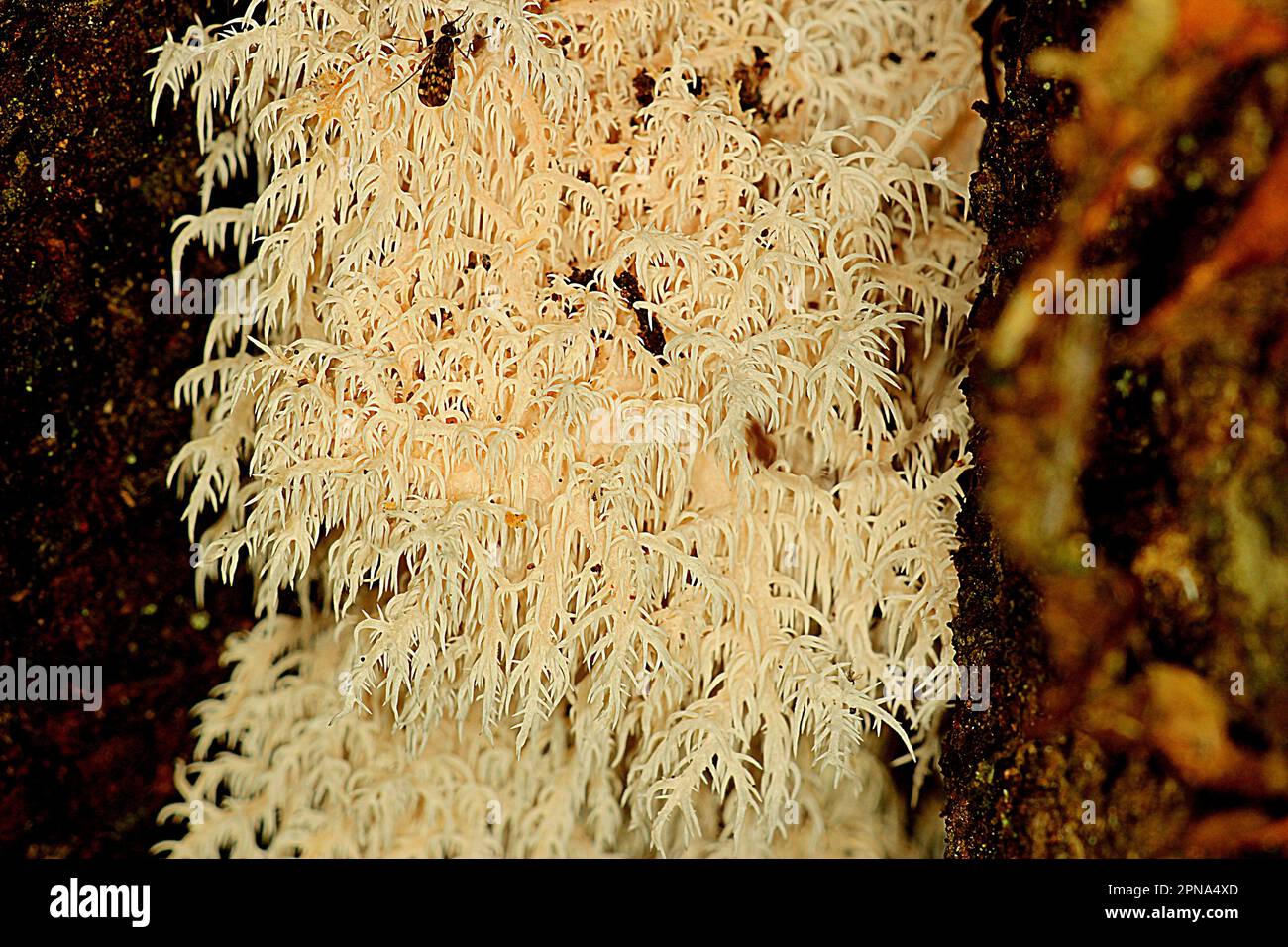 Champignon de la dent de corail de la queue de rat (Hericium novae-zealandiae) Banque D'Images