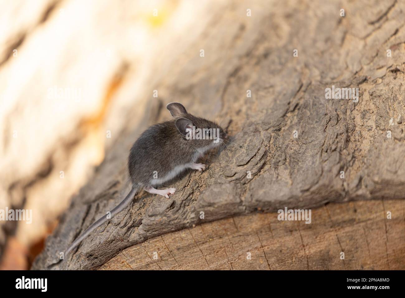 La souris sylvestre (Peromyscus maniculatus) rongeur originaire d'Amérique du Nord, souvent appelé le nord-américain deermouse Banque D'Images